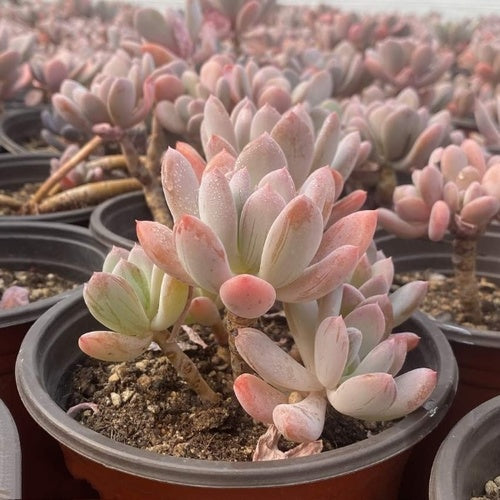 70 Clustering (12cm Pot) - Succulent