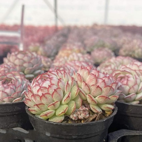 Little Red Boat Double Head (6.5cm Pot) - Succulent