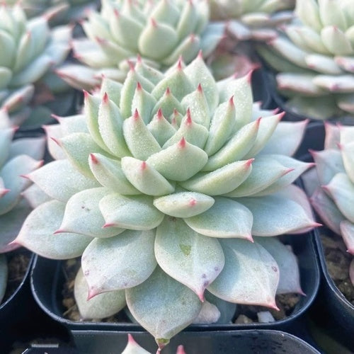 Bluebird Champagne (6.5cm Pot) - Succulent