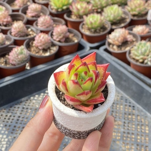 Lipstick (6.5cm Pot) - Succulent