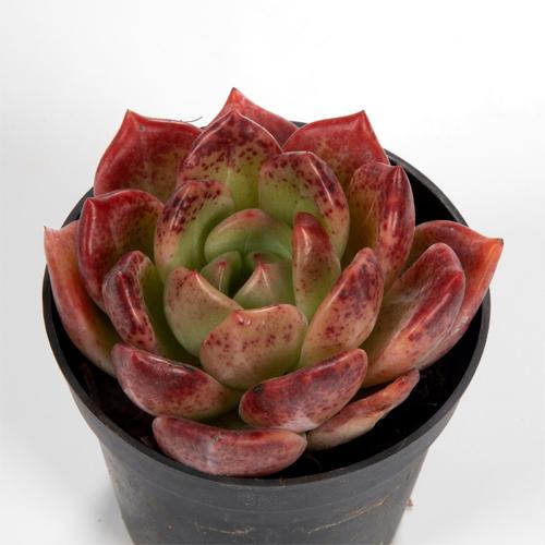 Q Orange (6.5cm Pot) - Succulent