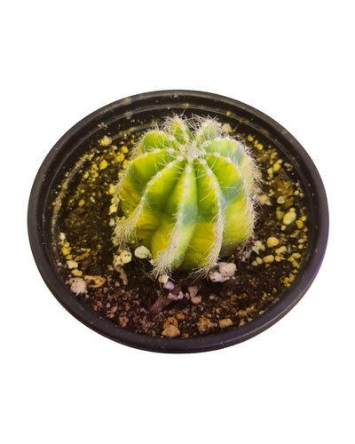 Notocactus magnificus Variegata (12cm Pot) - Succulent