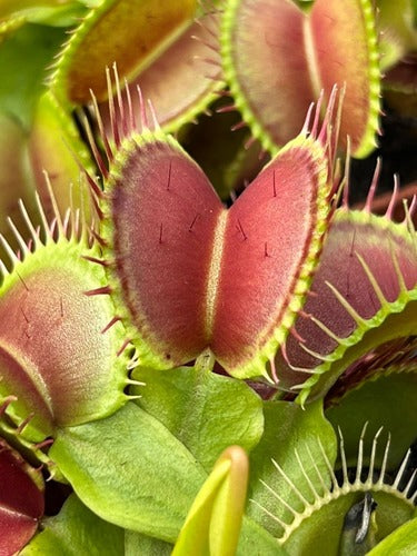 Venus Fly Trap