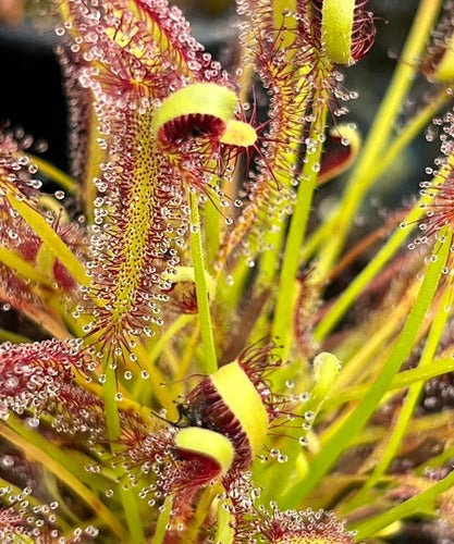 Cape Sundew