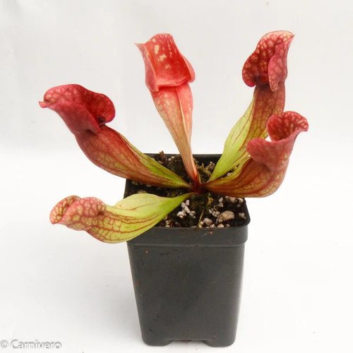 white-topped pitcher plant