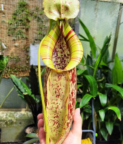 Pitcher Plant