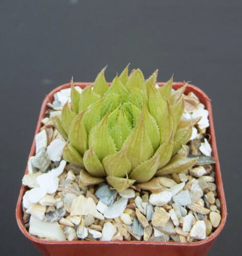 Haworthia cymbiformis f. Clustering (9cm Pot) - Succulent