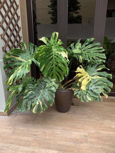 Monstera Thai Constellation