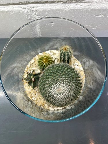 Cactus Terrarium #4