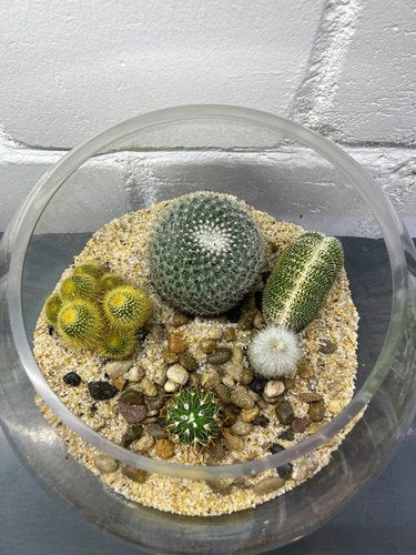 Cactus Terrarium #5