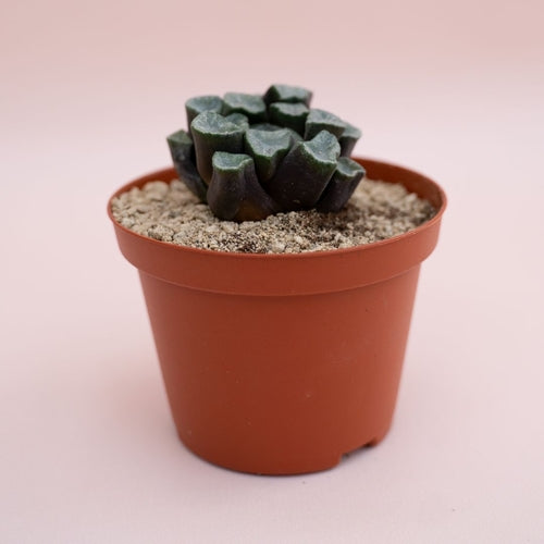 Haworthia maughanii (6.5cm Pot) - Succulent