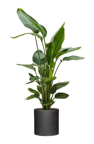 Strelitzia Nicolai (Special 120cm) - Indoor Plant