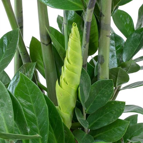 Zamioculcas Zamiifolia (90 cm) - Indoor Plant