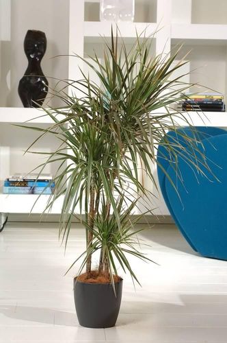 Dracaena Der Janet (150 cm) - Indoor Plant