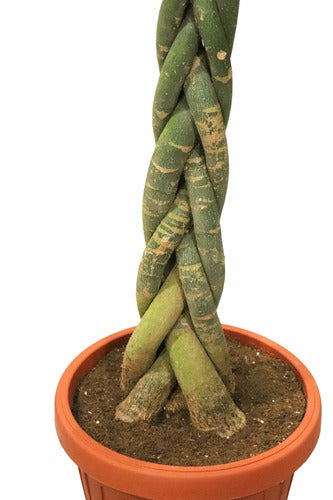 Pachira (150cm) - Indoor Plant