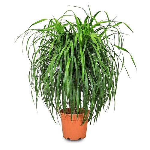 Draceana Draco (80 cm) - Indoor Plant