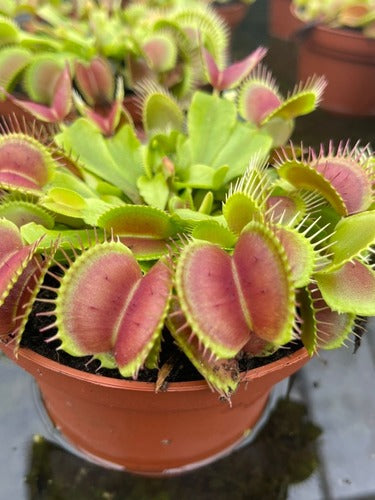 Venus Fly Trap