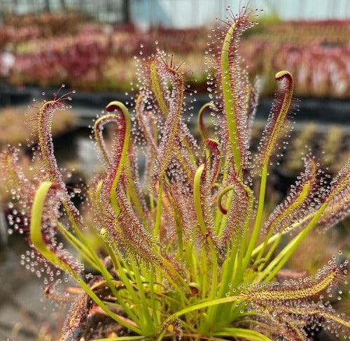 Cape Sundew