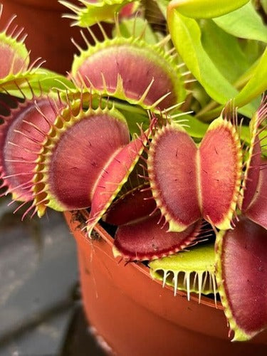 Venus Fly Trap